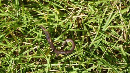 芝生にミミズが大量にいたけど影響は 撃退 抑制は椿油粕で 凡人会社員の小屋