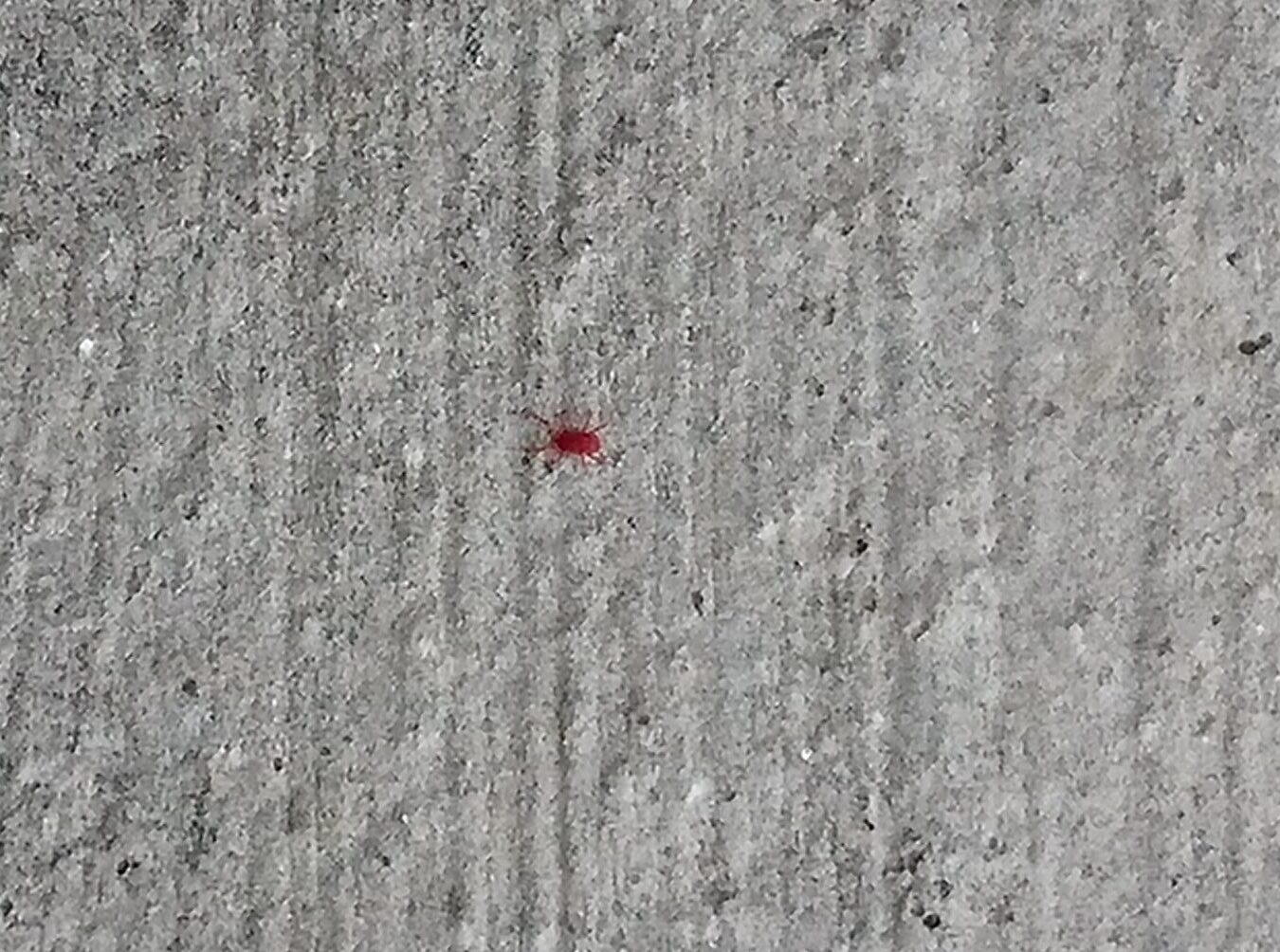 家に住み着く小さな赤いクモ 昆虫 その名はナニ 凡人会社員の小屋