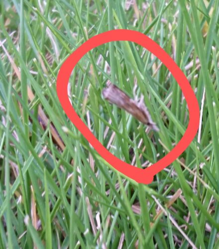 芝生でみる白っぽい蛾の名はナニ その対策は マジブロ